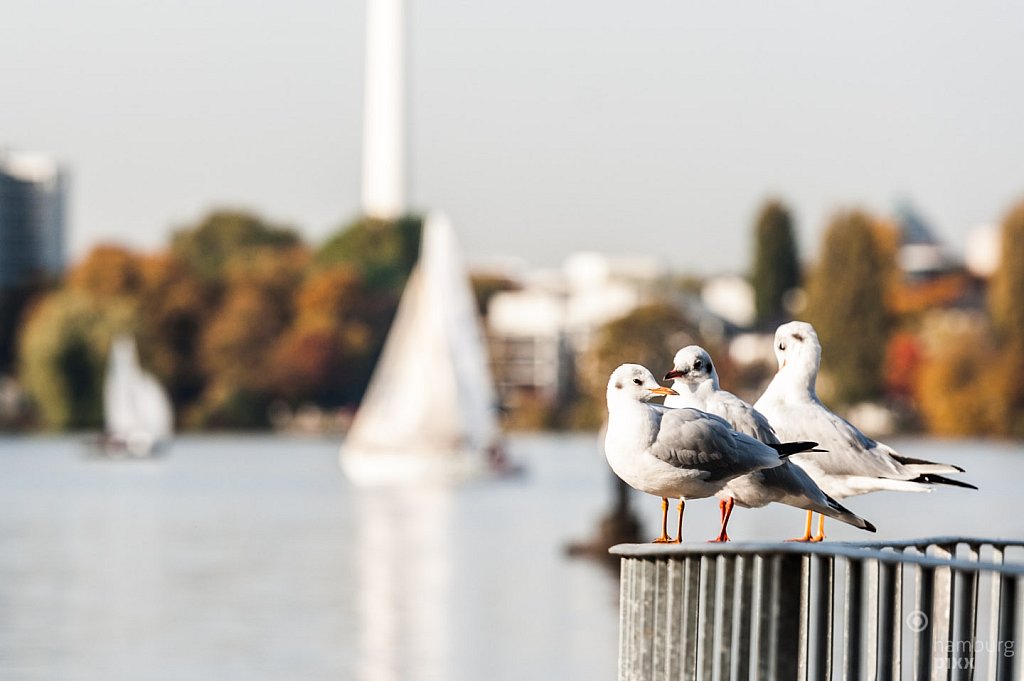 Familienausflug an der Alster