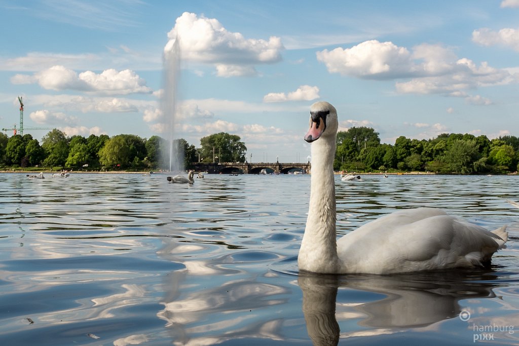 Ein Alsterschwan