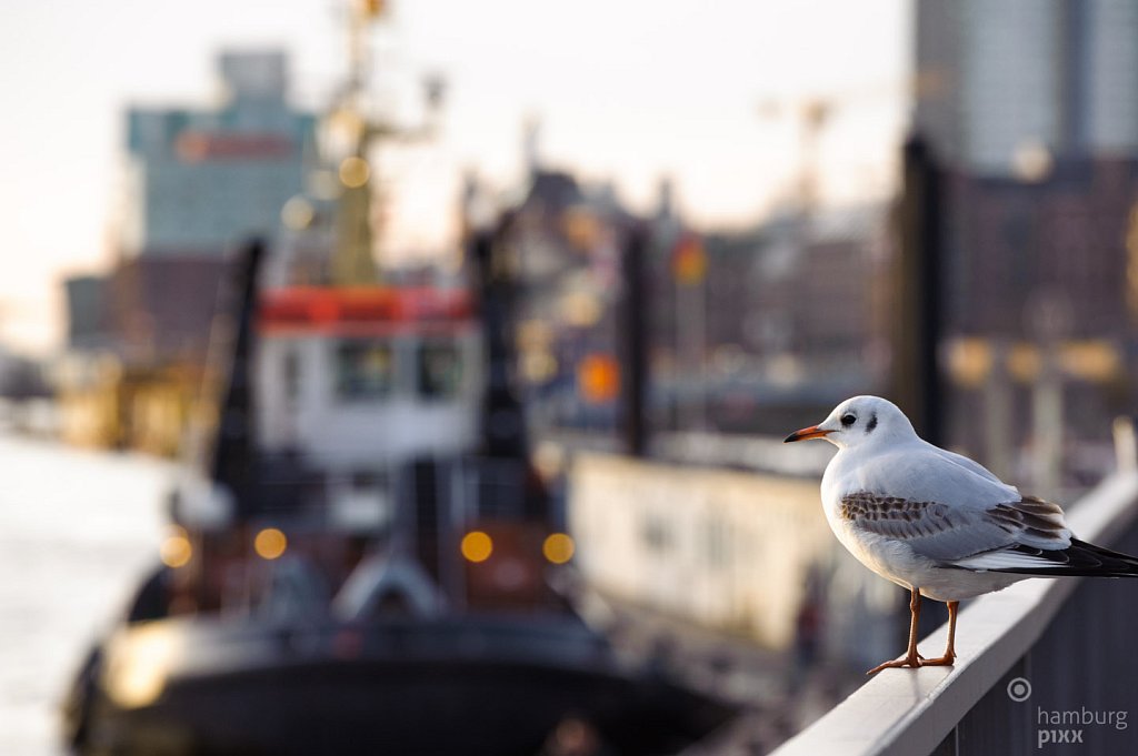 Noch eine Hafenmöwe